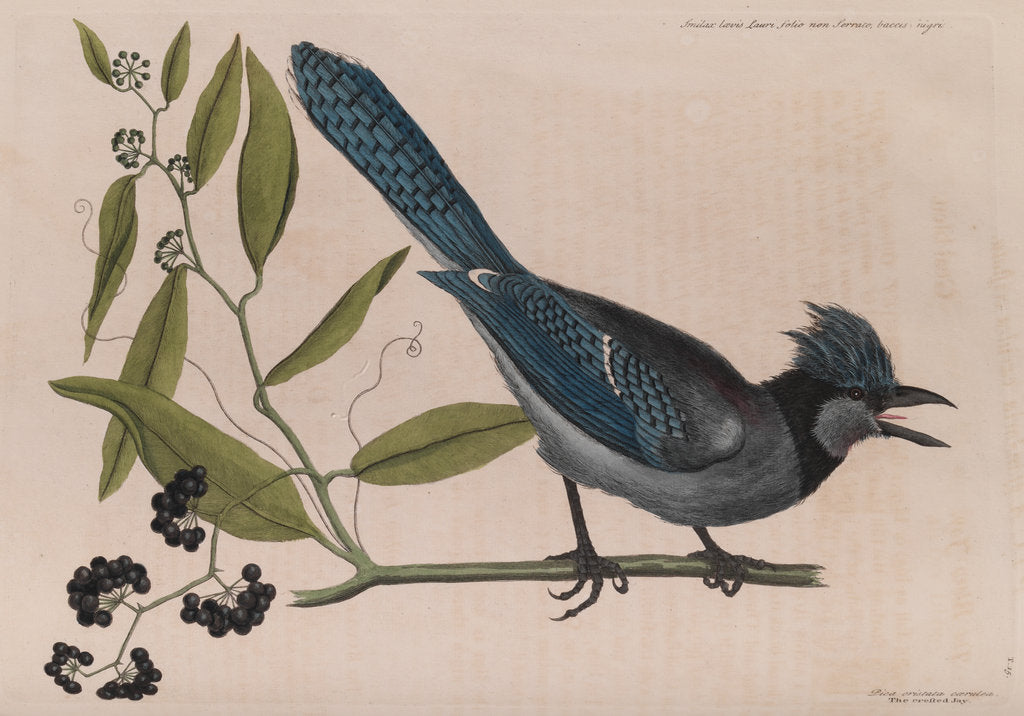 Detail of The 'blew jay' and the 'bay-leaved smilax' by Mark Catesby