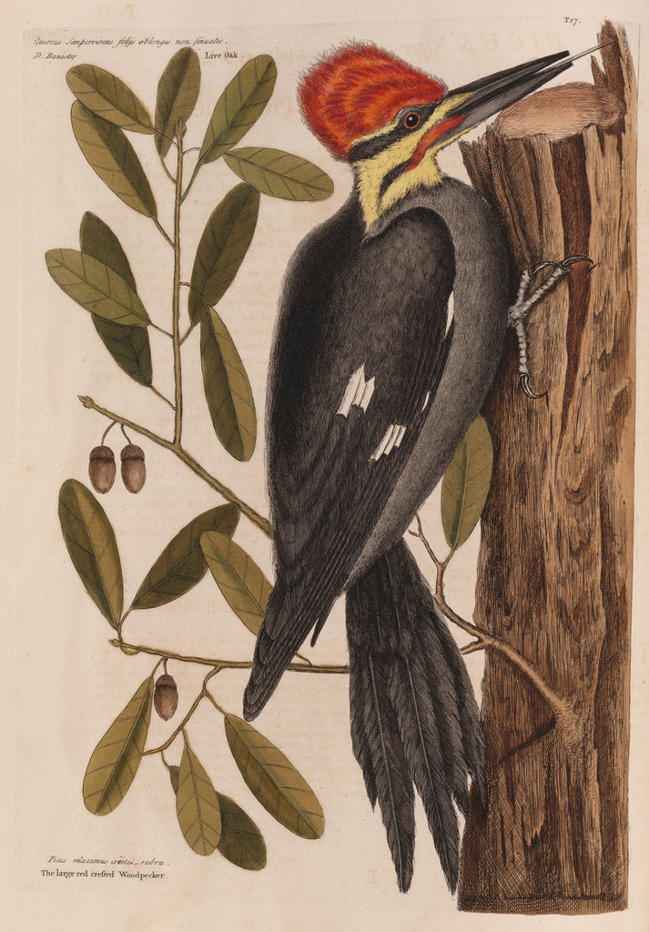 Detail of The 'larger red-crested wood-pecker' and the 'live oak' by Mark Catesby