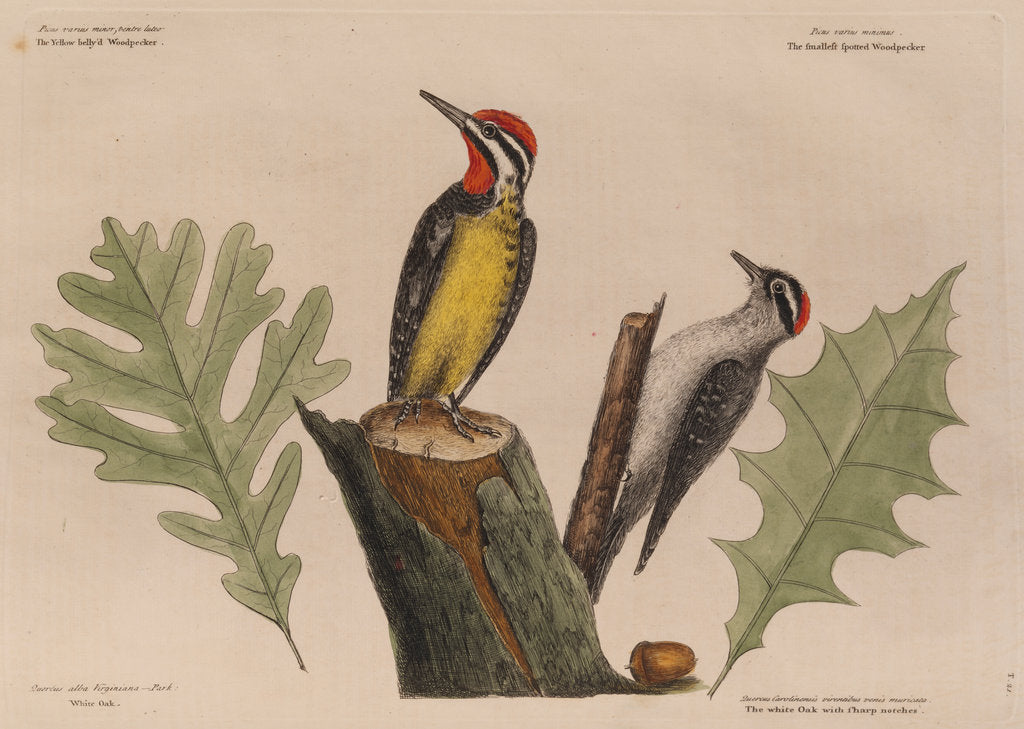 Detail of The 'yellow belly'd wood-pecker' and the 'smallest spotted wood-pecker' by Mark Catesby