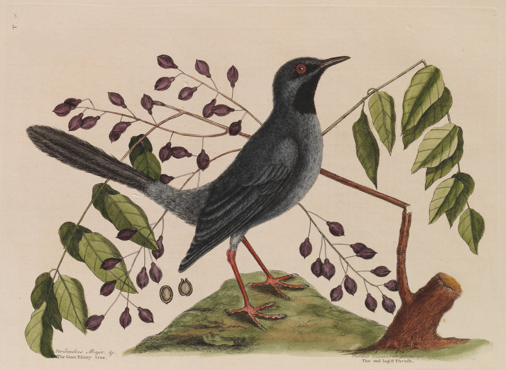 Detail of The 'red leg'd thrush' and the 'gum-elimy tree' by Mark Catesby