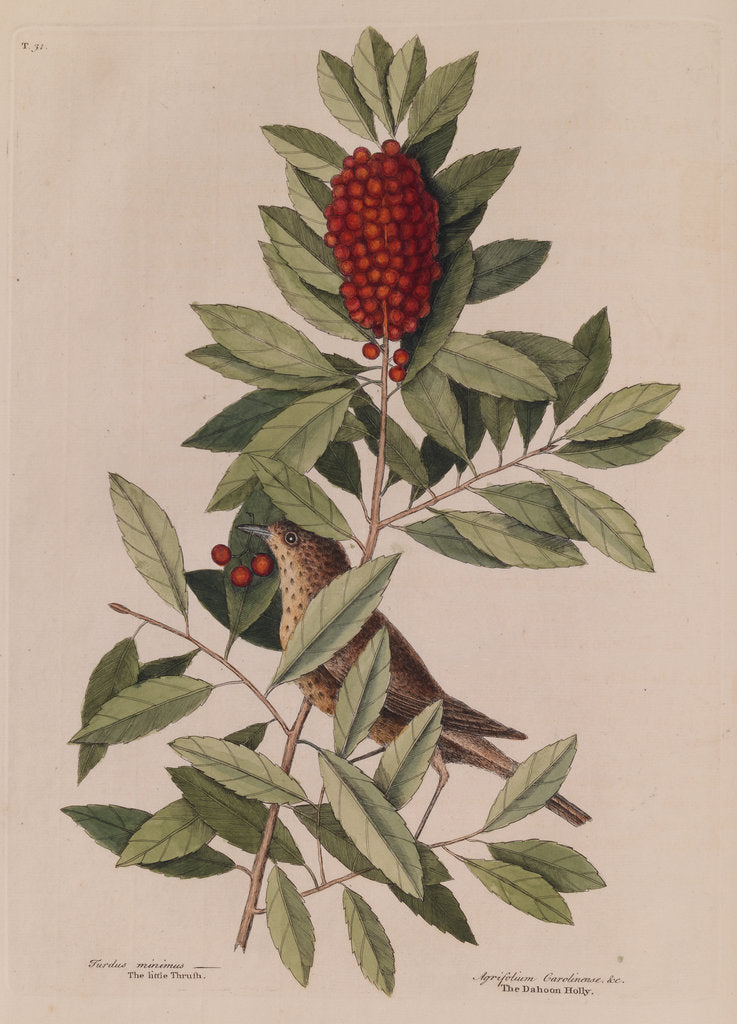 Detail of The 'little thrush' and the 'dahoon holly' by Mark Catesby