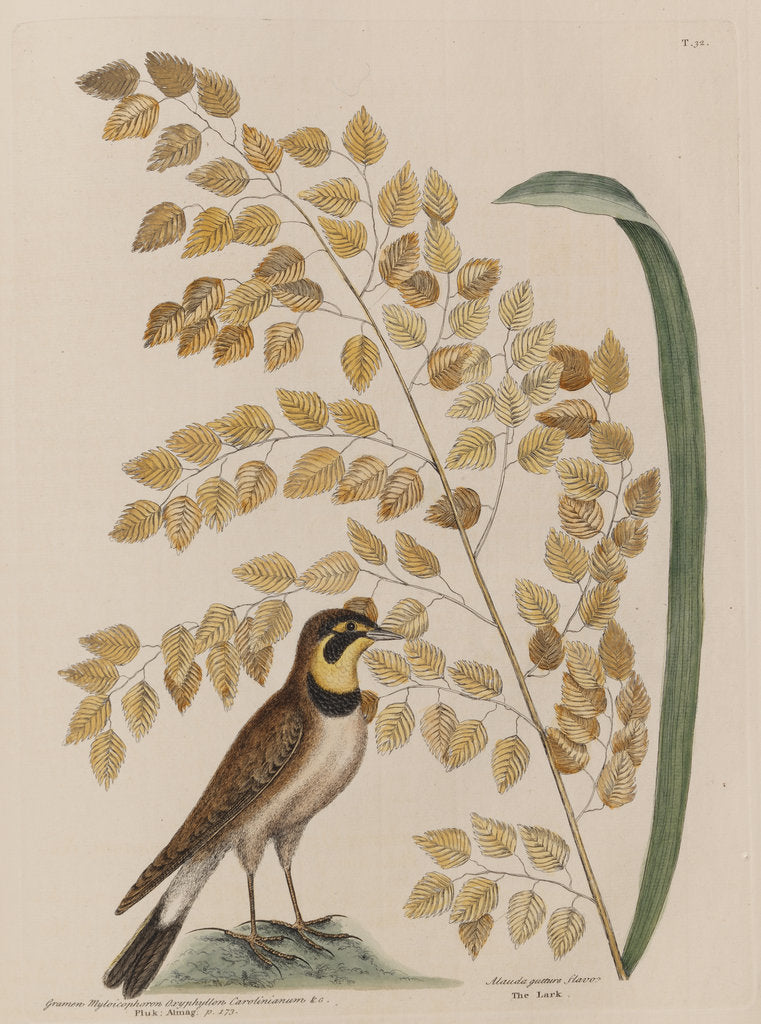 Detail of The 'lark' and the 'sea-side oat' by Mark Catesby