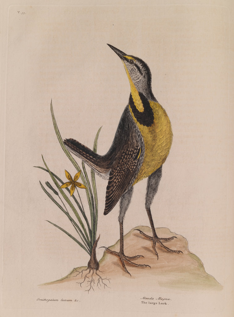 Detail of The 'large lark' and the 'little yellow star-flower' by Mark Catesby