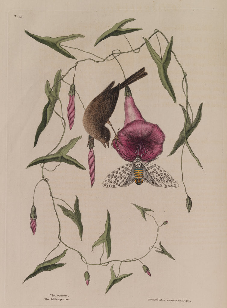 Detail of The 'little sparrow' and the 'purple bind-weed of Carolina' by Mark Catesby