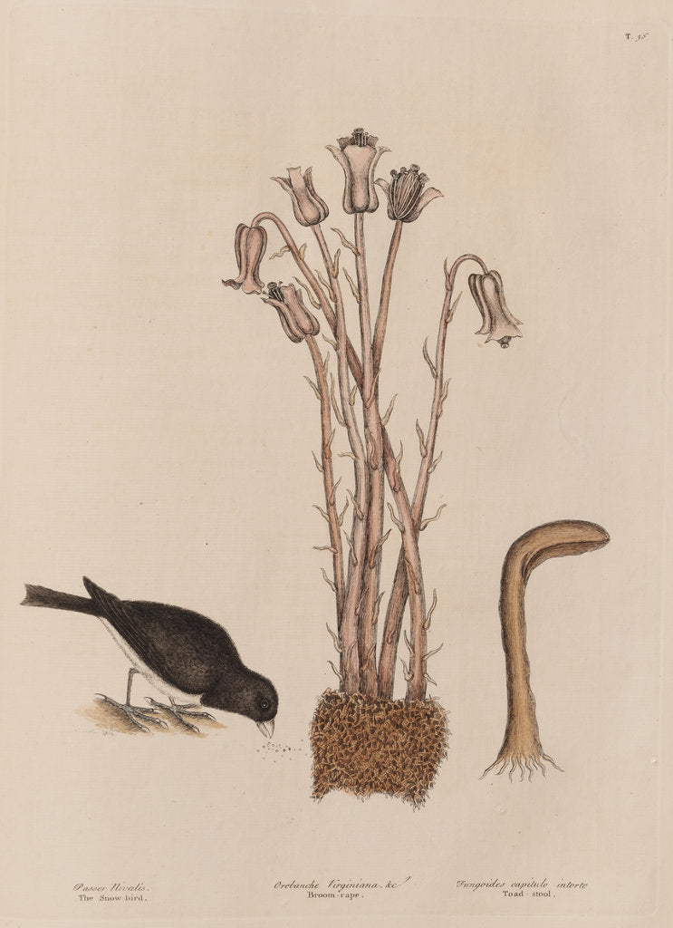Detail of The 'snow-bird' and the 'broom-rape' by Mark Catesby