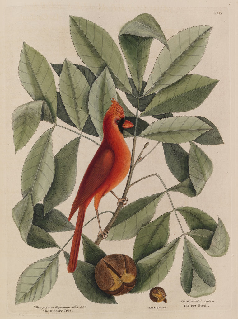 Detail of The 'red bird', the 'hiccory tree' and the 'pignut' by Mark Catesby