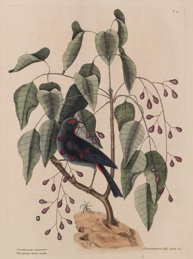 Detail of The 'purple gross-beak' and the 'poison-wood' by Mark Catesby