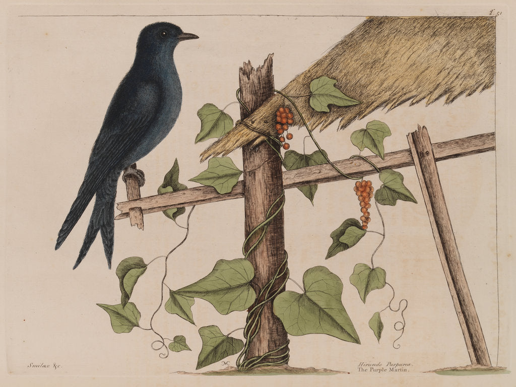 Detail of The purple martin and the 'Smilax (forte) lenis' by Mark Catesby