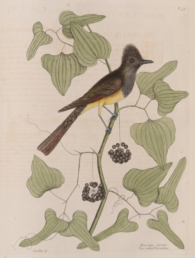 Detail of The 'crested fly-catcher' and the 'Smilax bryoniae' by Mark Catesby