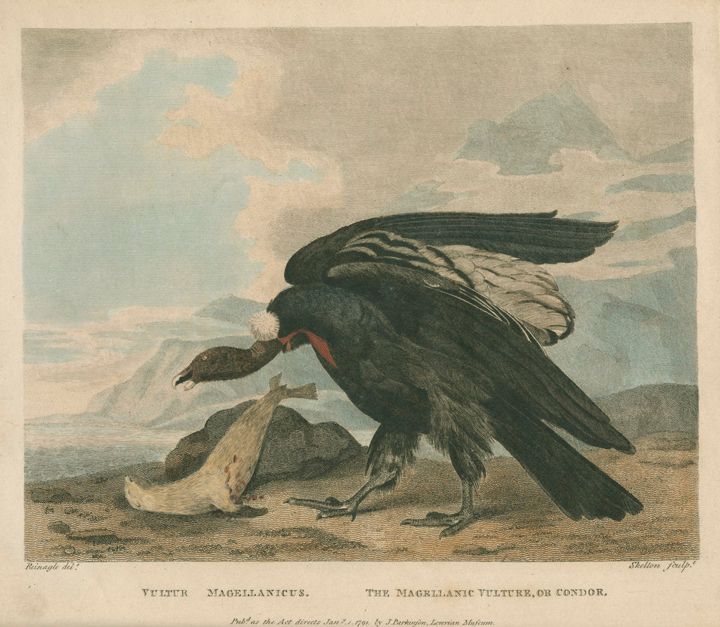 Detail of 'The Magellanic Vulture, or Condor' by William Skelton