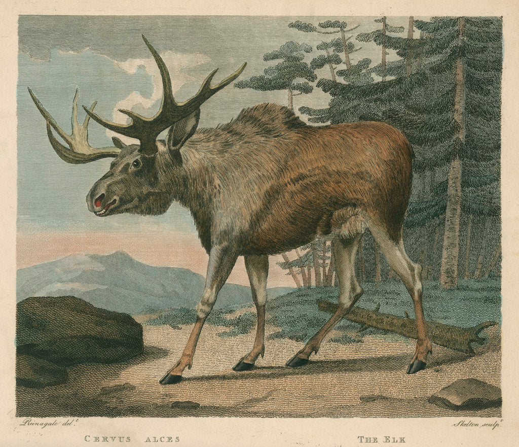 Detail of 'The Elk' by William Skelton