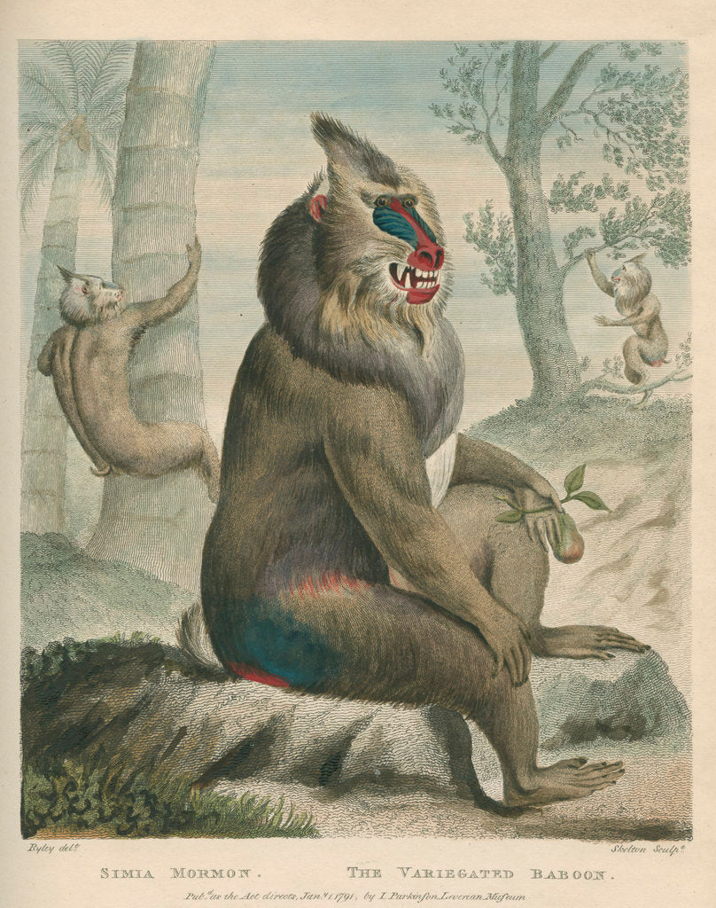 Detail of 'The Variegated Baboon' [Mandrill] by William Skelton