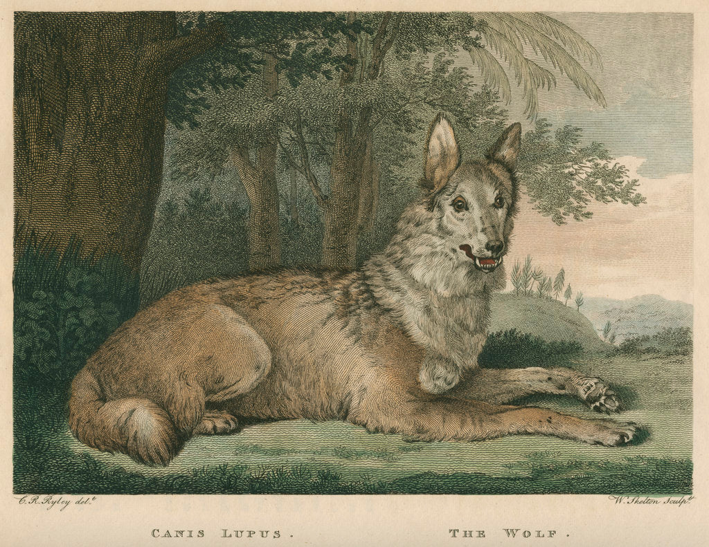Detail of 'The Wolf' by William Skelton