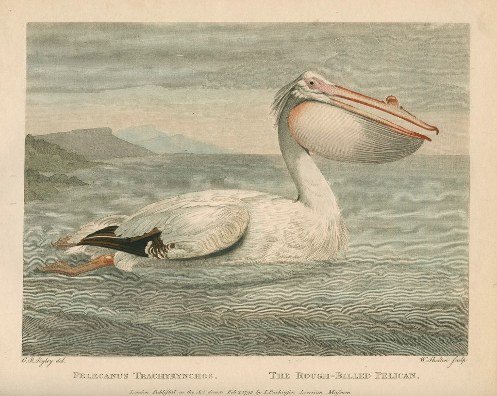 Detail of 'The Rough-Billed Pelican' by William Skelton