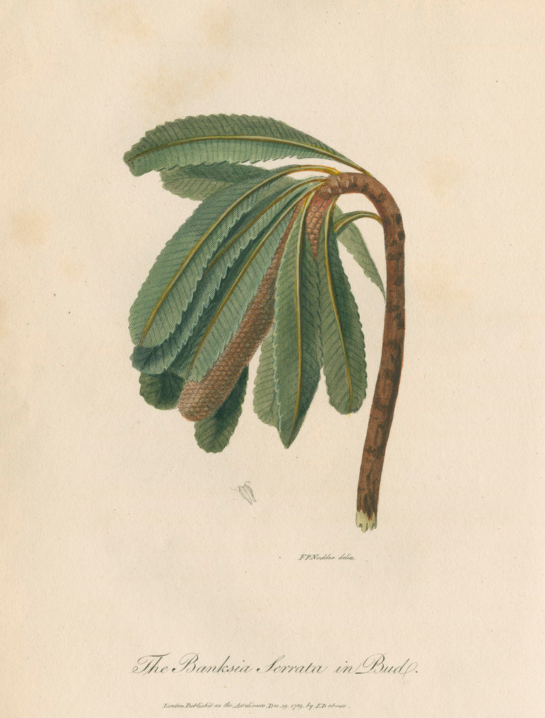 Detail of 'The Banksia Serrata in Bud' by Frederick Polydor Nodder