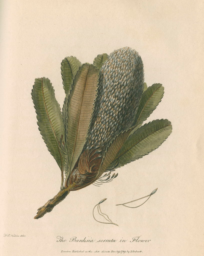 Detail of 'The Banksia Serrata in Flower' by Frederick Polydor Nodder