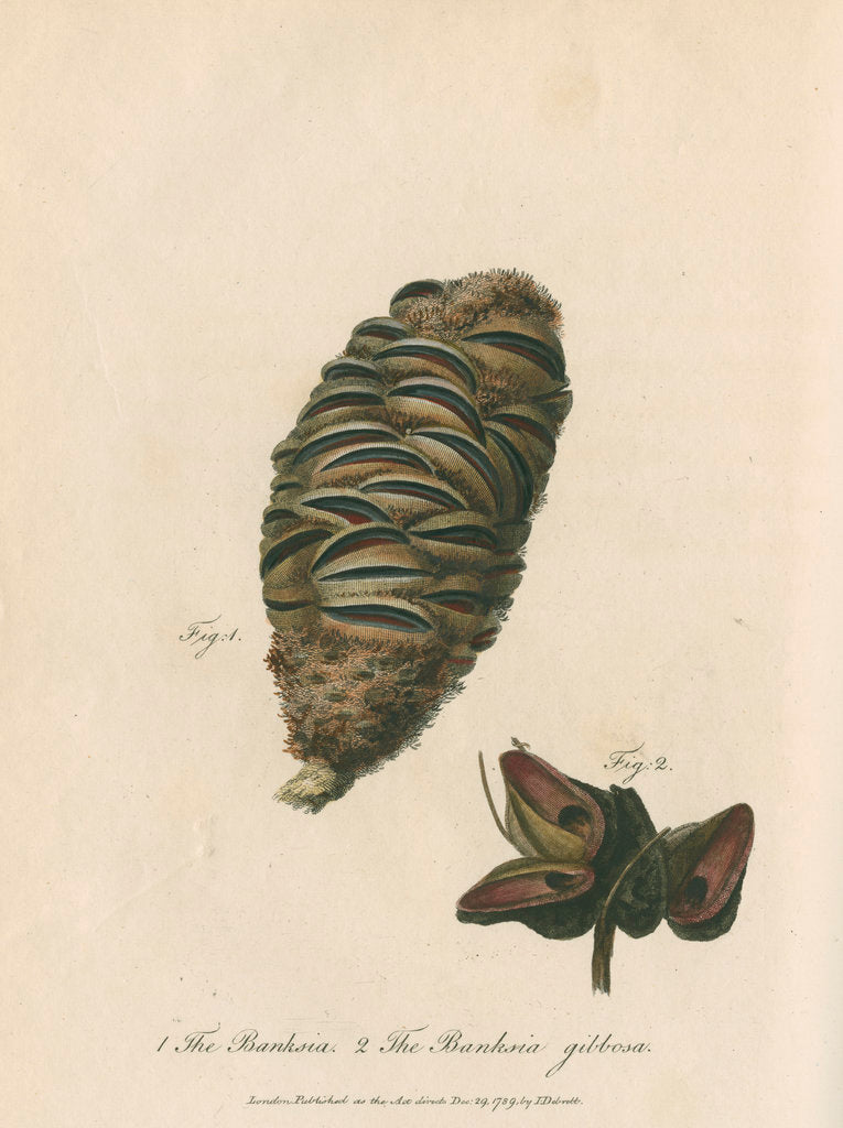 Detail of 'The Banksia' and 'Banksia gibbosa' by Frederick Polydor Nodder