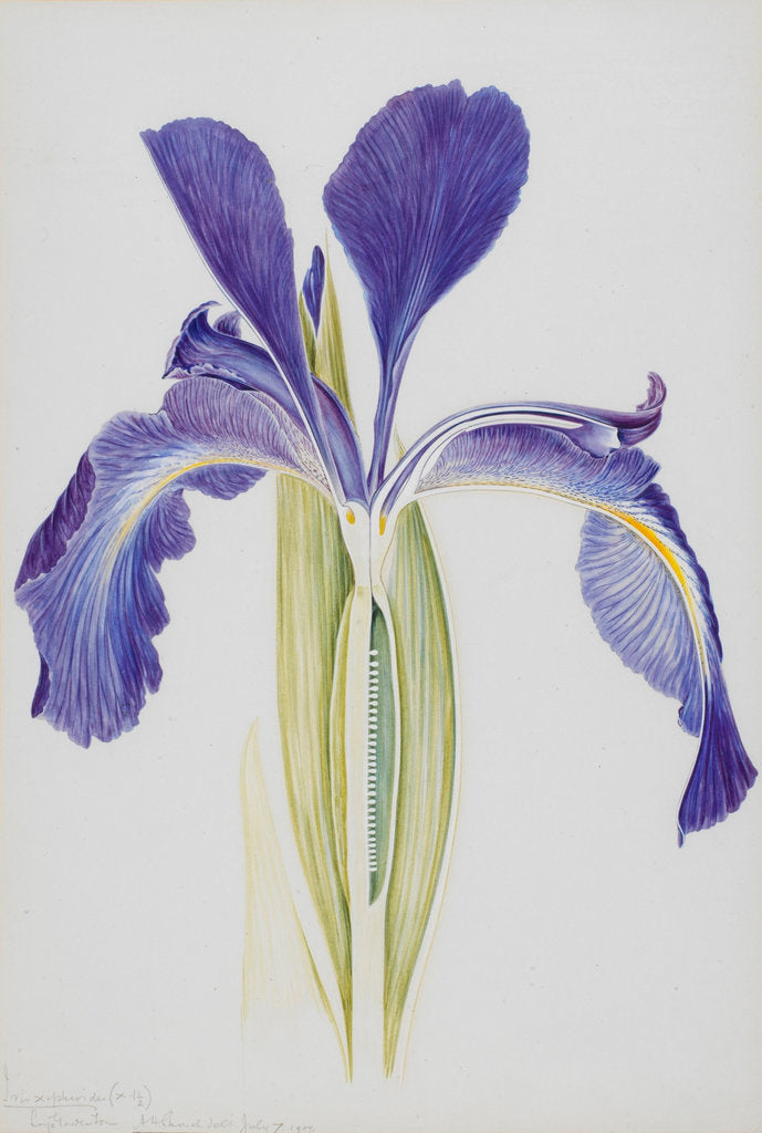Detail of English Iris by Arthur Harry Church