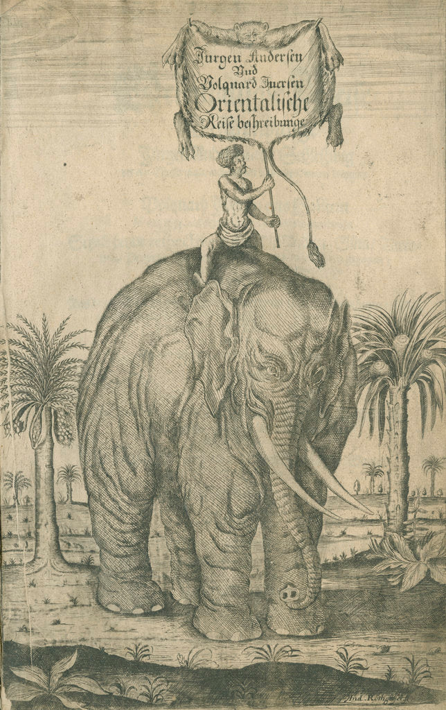 Detail of Indian elephant by Andreas Lorenzen Rothgiesser