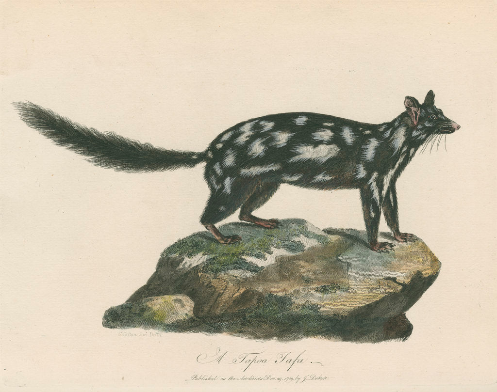 Detail of 'A Tapoa Tafa' [Eastern quoll] by Charles Catton the younger