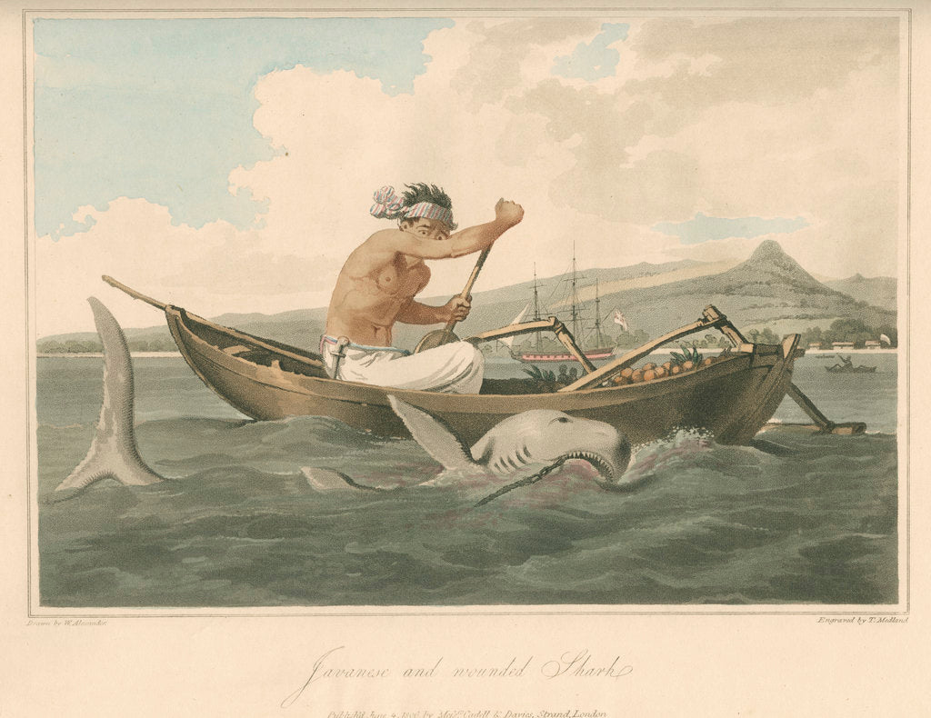 Detail of 'Javanese and wounded Shark' by Thomas Medland