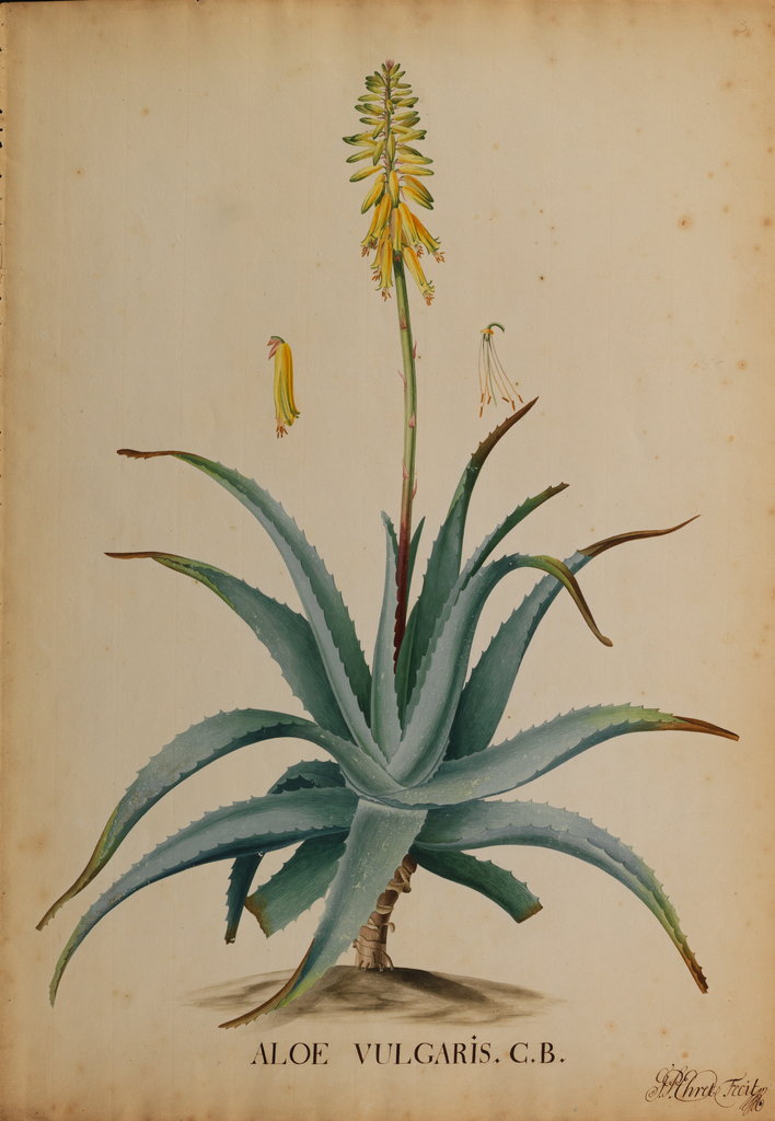 Detail of Aloe vulgaris by Georg Dionysius Ehret