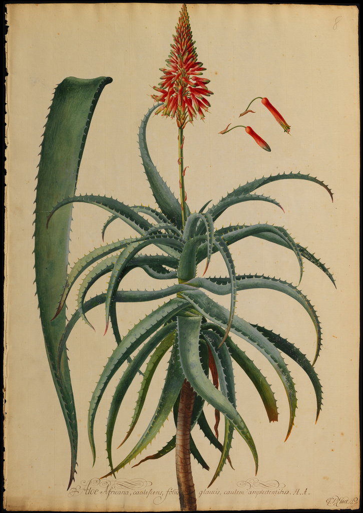 Detail of Aloe Africana by Georg Dionysius Ehret