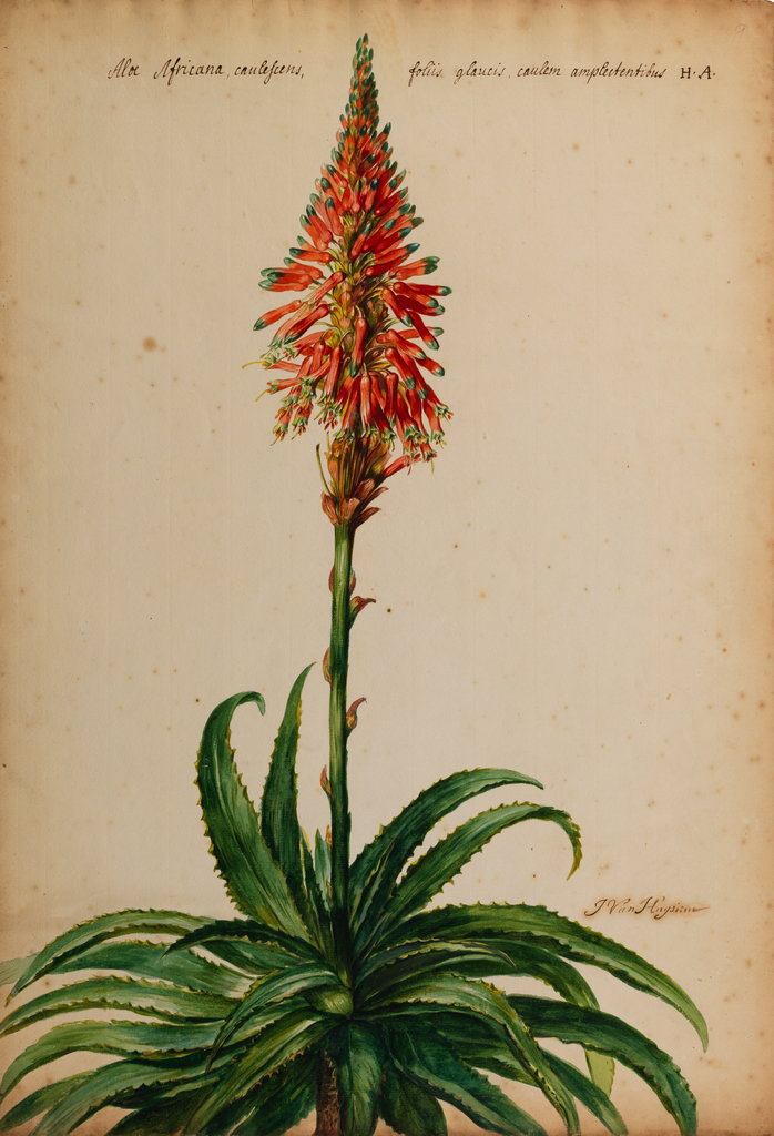 Detail of Aloe africana by Jacob van Huysum