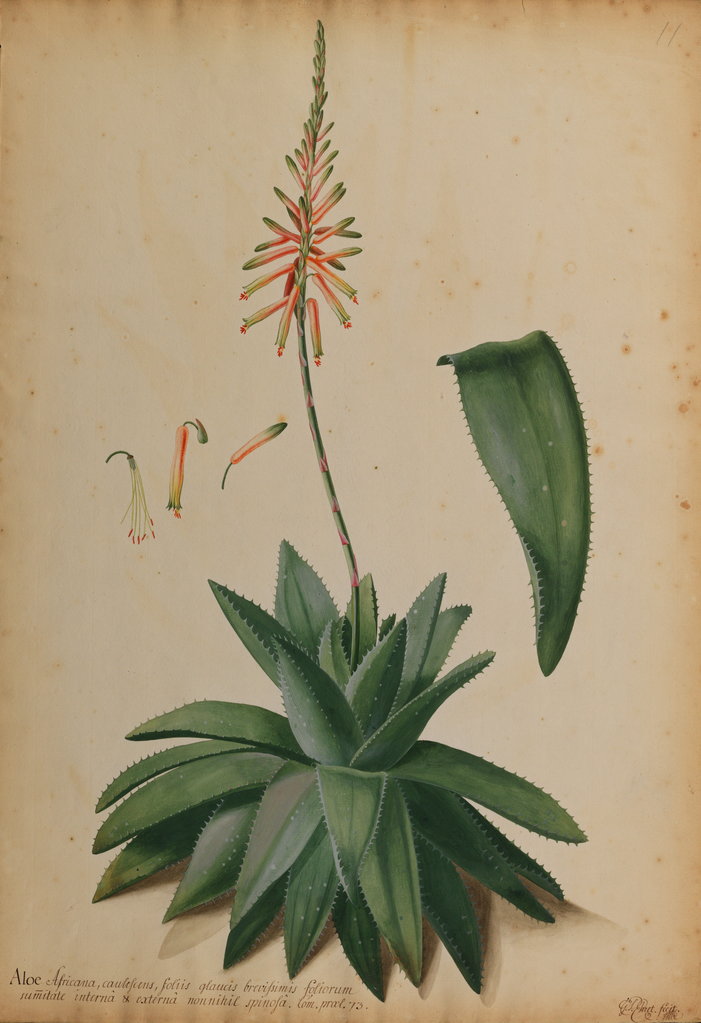 Detail of Aloe africana by Georg Dionysius Ehret