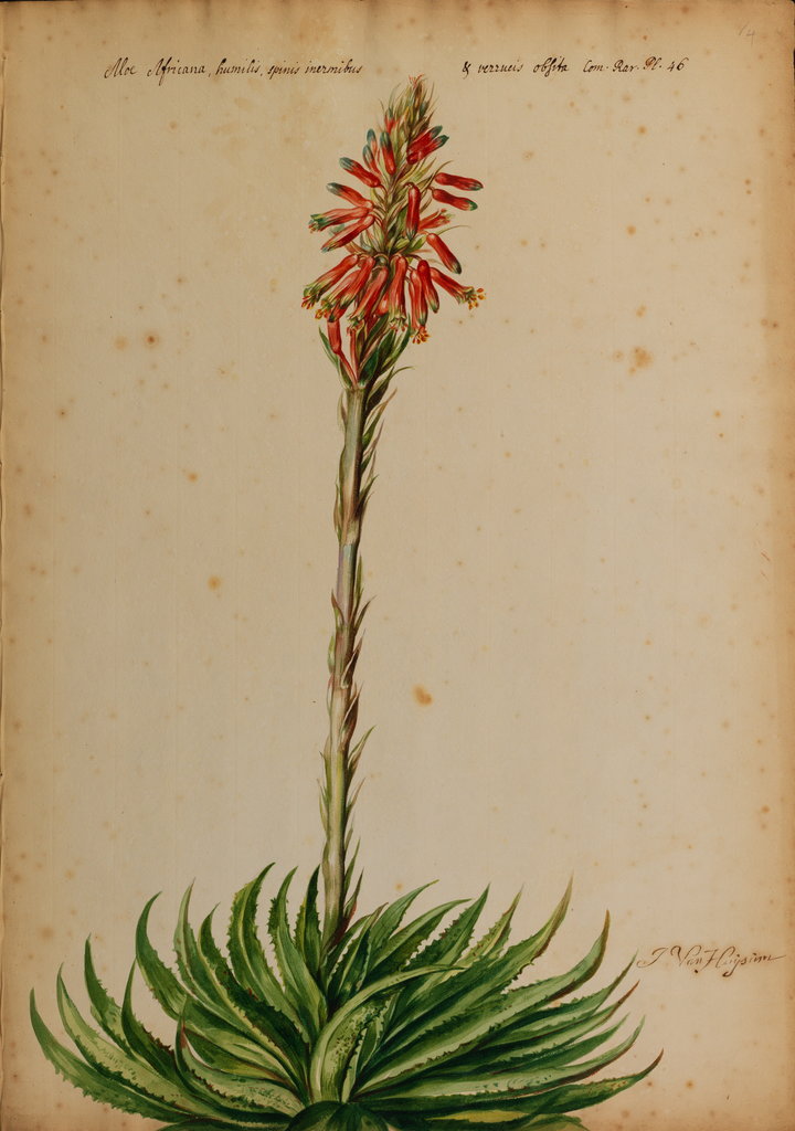 Detail of Aloe africana by Jacob van Huysum