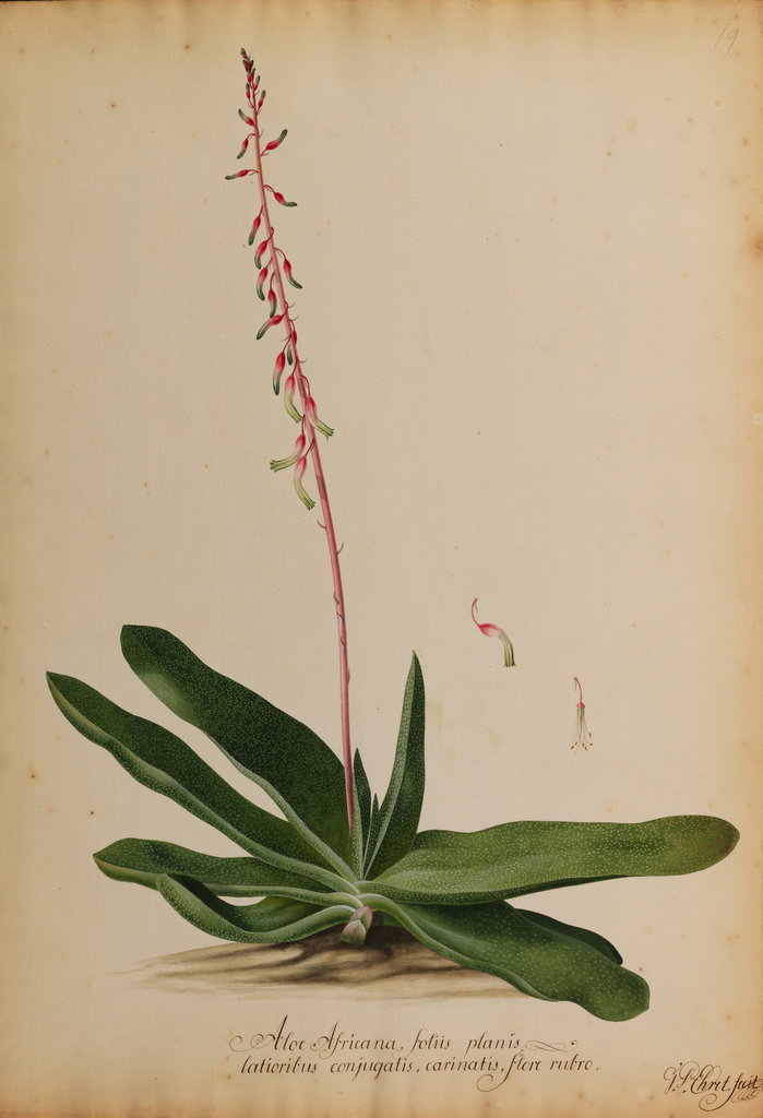 Detail of Aloe africana arborescens by Georg Dionysius Ehret