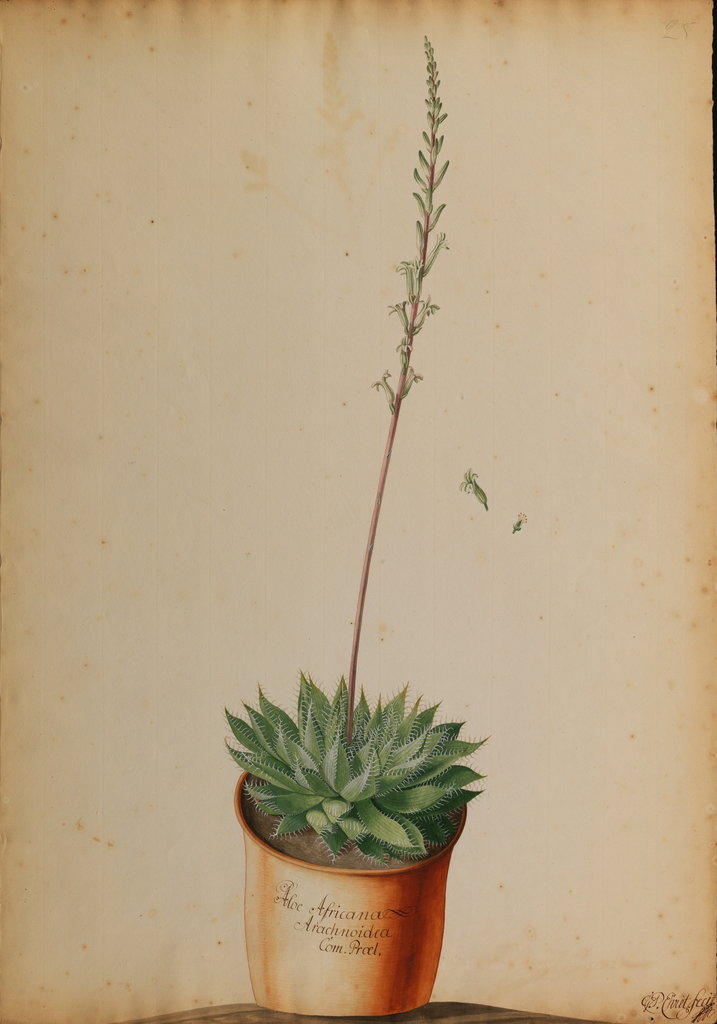Detail of Aloe africana Arachnoidea by Jacob van Huysum