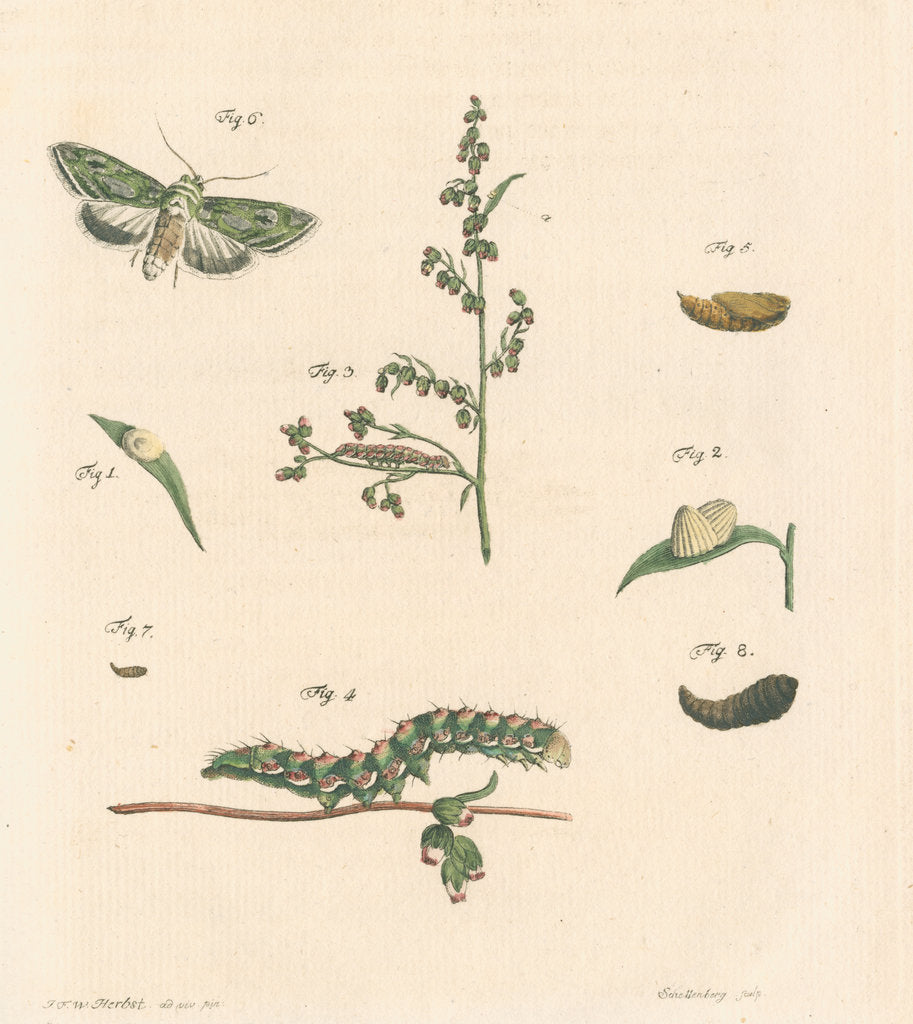 Detail of Green silver-spangled shark moth by Johann Rudolf Schellenbur