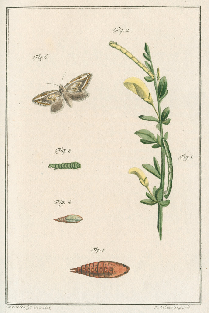 Detail of Broom moth by Johann Rudolf Schellenbur