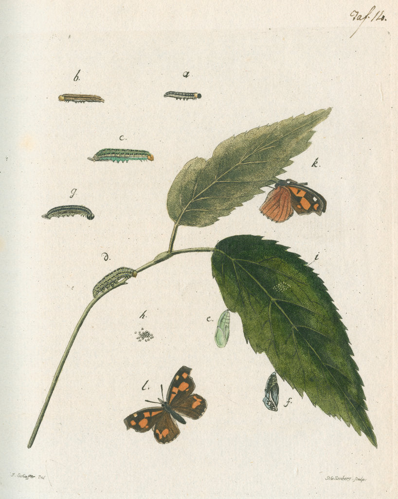 Detail of Nettle-tree butterfly by Johann Rudolf Schellenbur