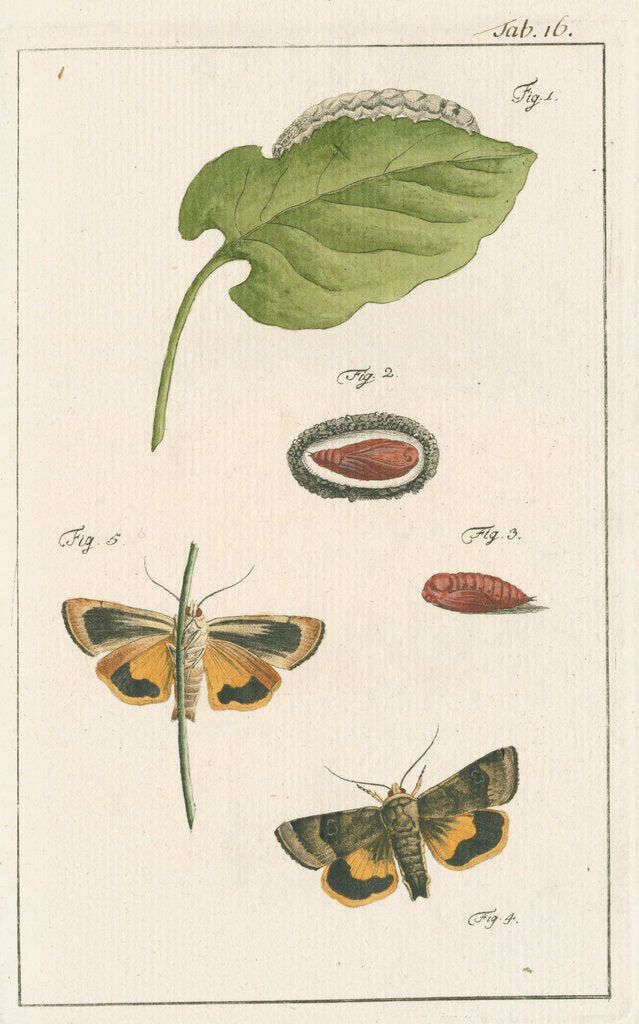 Detail of Langmaid's yellow underwing moth by Johann Rudolf Schellenbur