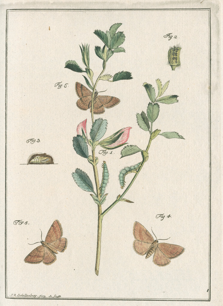 Detail of Rest harrow moth by Johann Rudolf Schellenbur