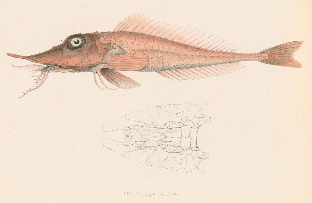Detail of Peristedion laticeps by unknown