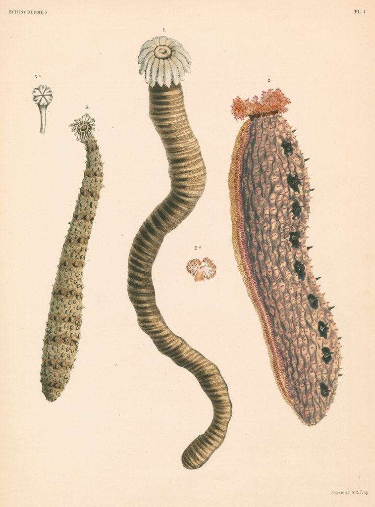 Detail of Sea cucumbers by unknown