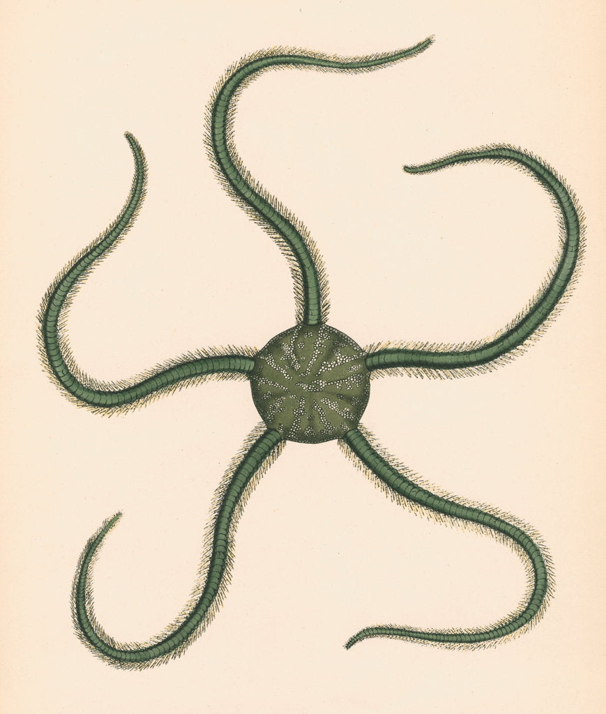 Detail of Ophiarachna incrassata by unknown