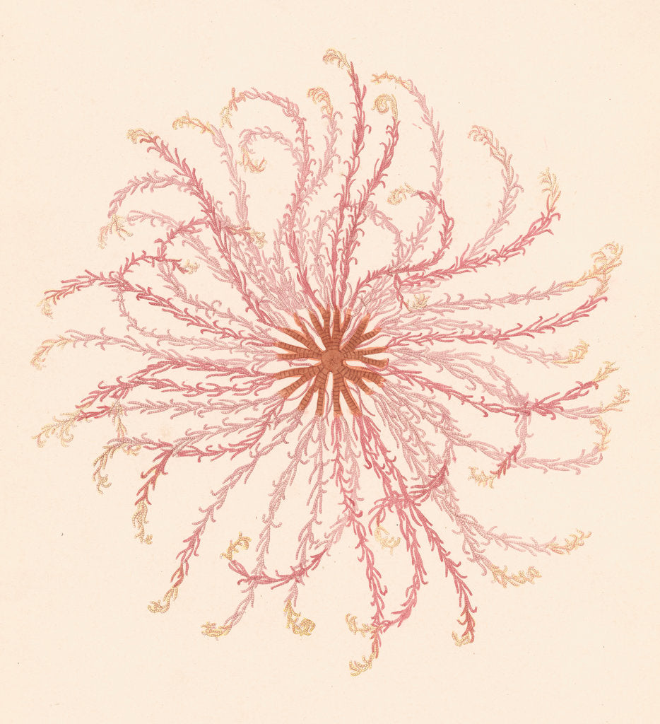 Detail of Comatula novae guineae by unknown