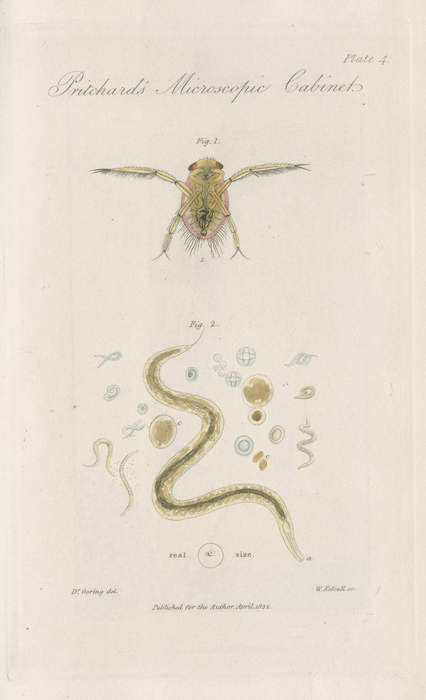 Detail of Pygmy backswimmer and â€˜Eel animalculeâ€™ by William Kelsall