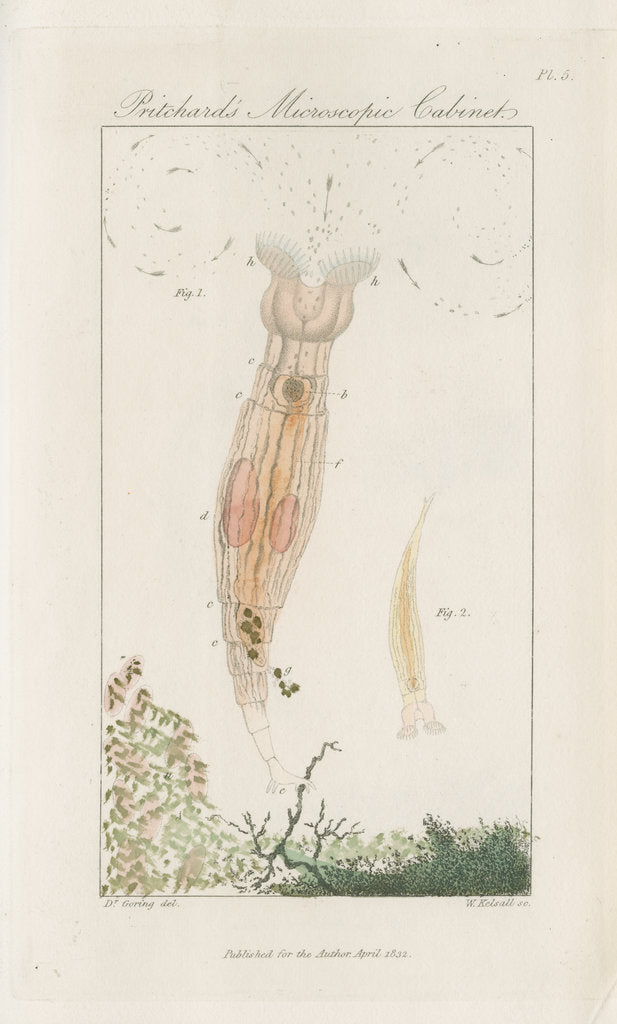 Detail of Freshwater rotifer by William Kelsall