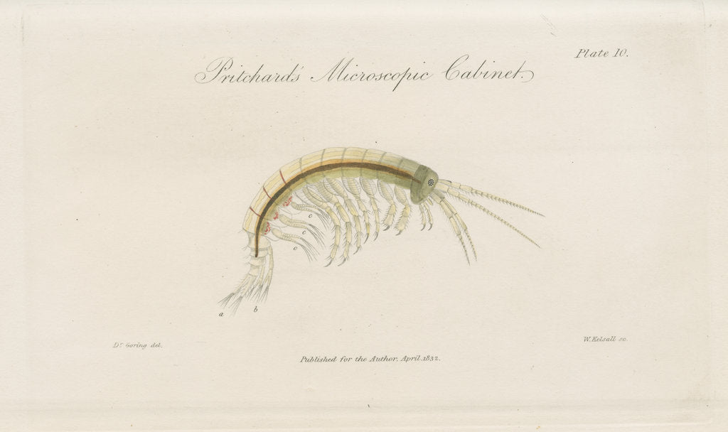 Detail of Freshwater shrimp by William Kelsall