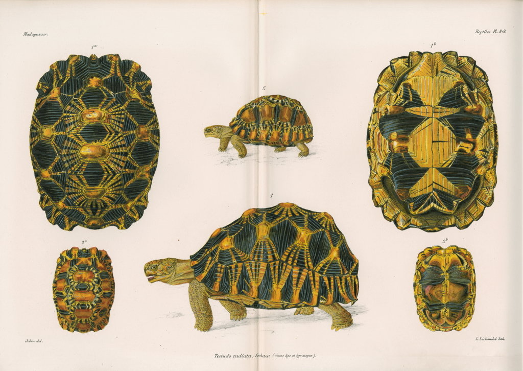 Detail of Radiated tortoise by Louis LÃ©chaudel