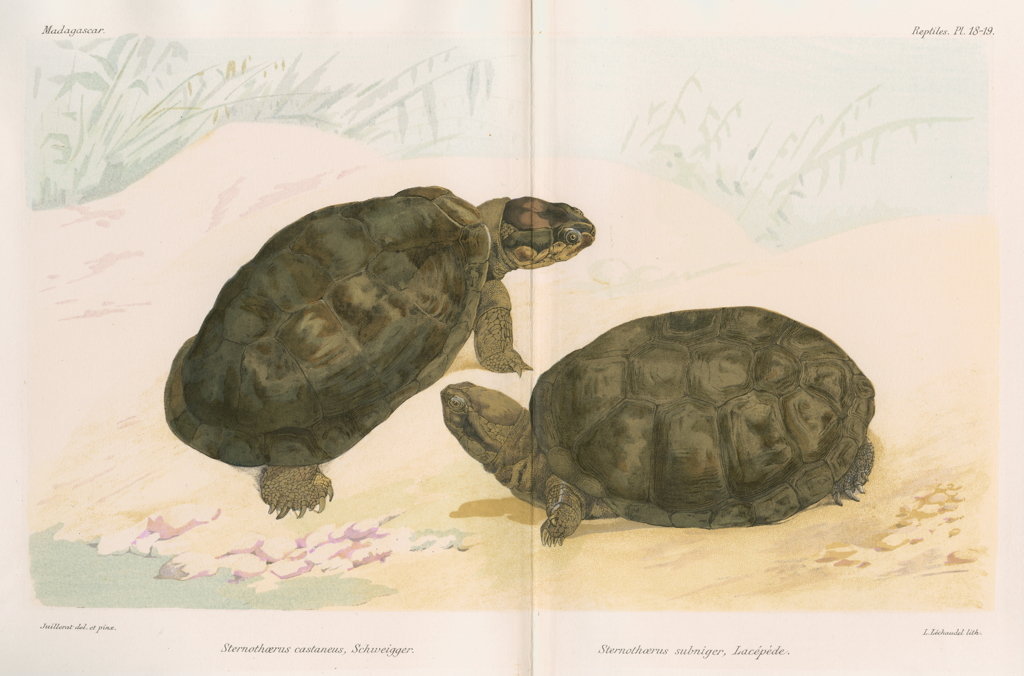 Detail of African mud turtles by Louis LÃ©chaudel
