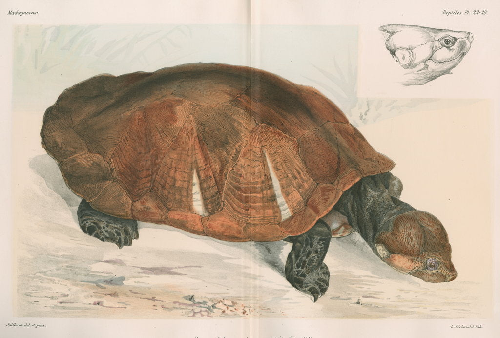 Detail of Madagascan big-headed turtle by Louis LÃ©chaudel