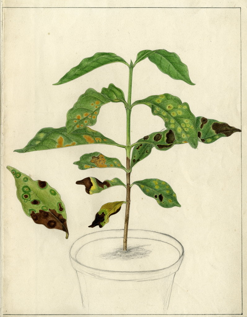 Detail of Disease spots by Harry Marshall Ward