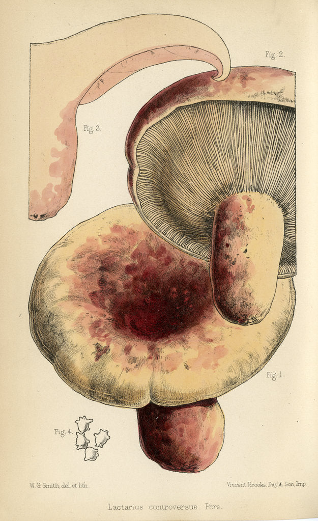 Detail of Milk cap mushroom by Worthington George Smith