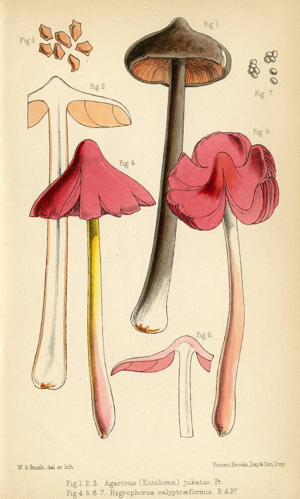 Detail of Sepia pinkgill and Pink waxcap mushrooms by Worthington George Smith